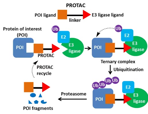 什么是 PROTAC 以及它們?nèi)绾沃委熂膊。? data-src=